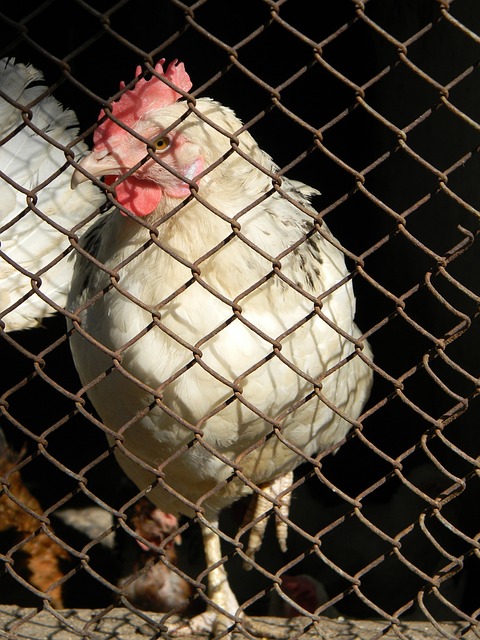 英格蘭豪門 英格蘭豪門