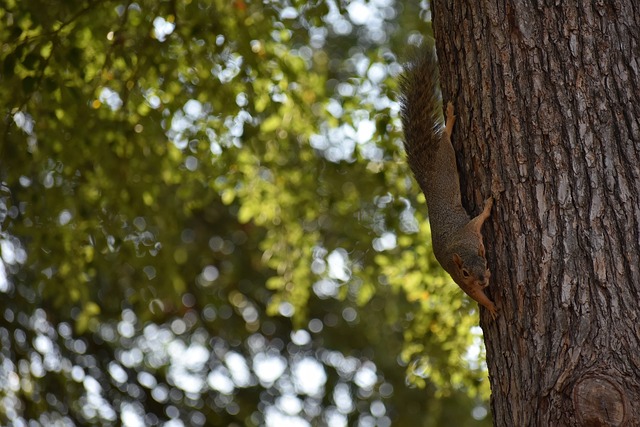 四巨头模式 四巨头模式